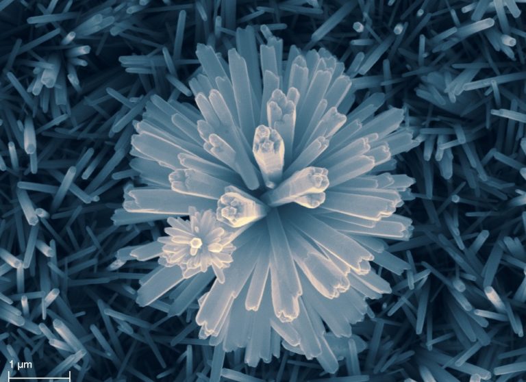 Oxydes de zinc observés en microscopie électronique à balayage (MEB)