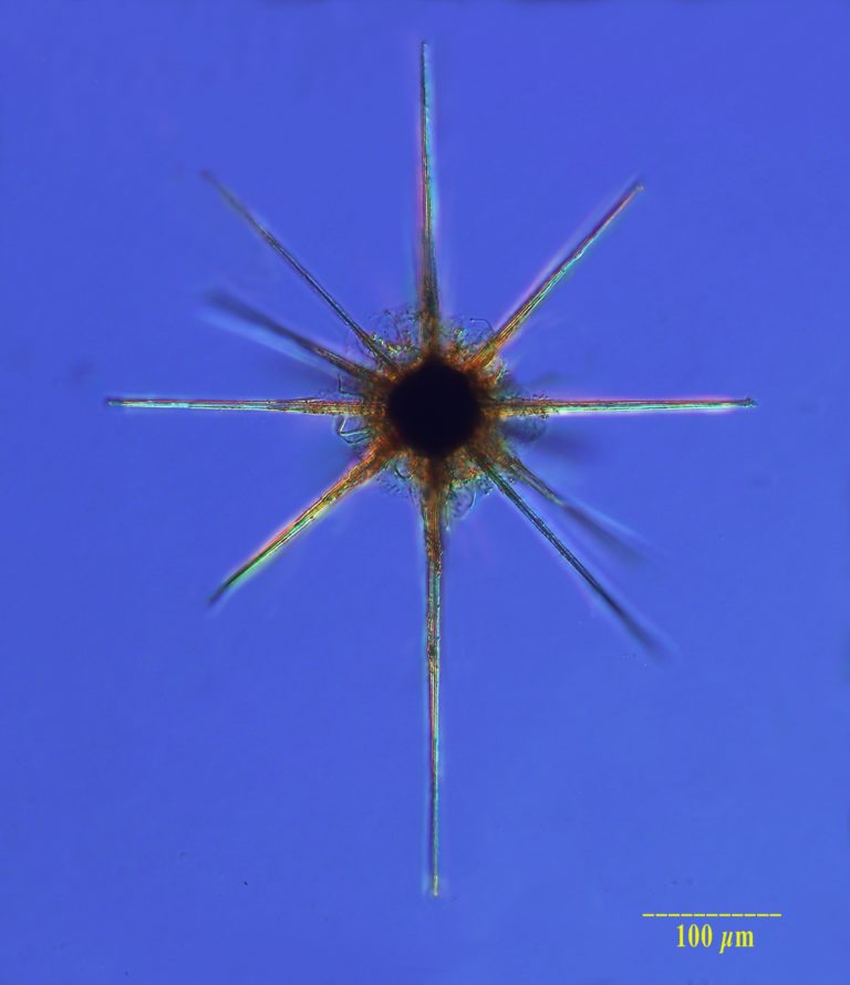 Acanthaires, microorganismes planctoniques.