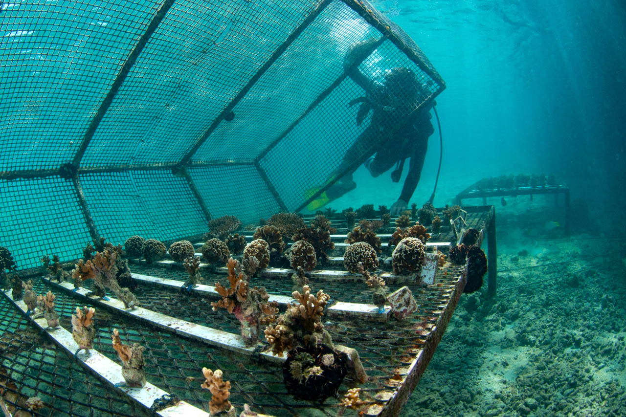 L'exploration sous-marine grâce à un poisson-robot - Le Parisien