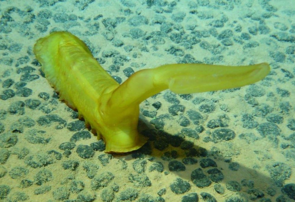 Concombre de mer dans un champ de nodules polymétalliques