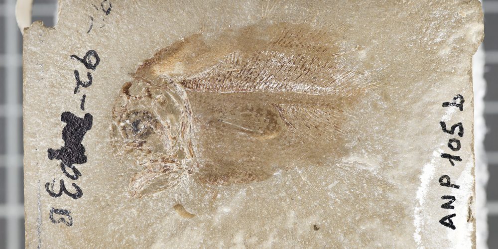 Fossile d'un jeune coelacanthe