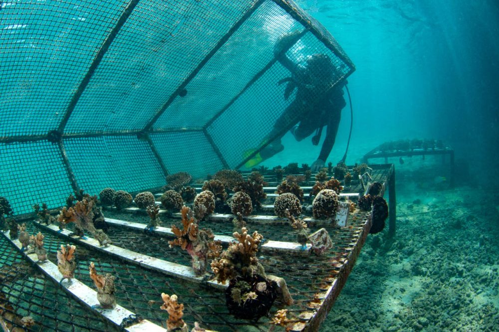 Premier système de pépinière de coraux utilisé au CRIOBE, lagon de Moorea