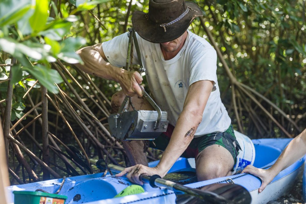 Prélèvement de sédiments dans la mangrove du Moule, en Guadeloupe